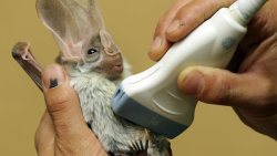 littlemissmutant:  hobbitdragon:  lizzingwithkriz:  Pregnant Ghost Bat having an ultrasound at Featherdale Wildlife Park  OH MY GOD WHAT EVEN HOW ARE YOU ALLOWED TO BE SO CUTE  bAT ULTRASOUND HaLP 