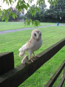 cocojigglypuff:  asubmissiveintraining:  recovery-and-happiness:  nightmarecryingalonewithdoritos:  shooti:  IT HAS A BABY  I AM SCREAMING.  Omg I have never seen a baby owl. Asdfghjkl look how cute it is omg  This level of adorable is probably illegal.