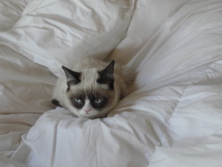 tardthegrumpycat:  Grumpy Cat Chilling on the Bed