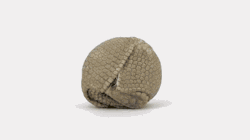 danslefoxbox:  YOU ARE THE CUTEST BALL OF ARMADILLO.     omfgggg this is the fucking cuutest thing. LET ME LOVE YOU.