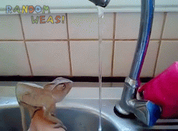 godtricksterloki:  randomweas:  Chama-Chama-Chama-Chameleon ♫♪ washing his ”hands”   Just showed this to my boyfriend. He’s still laughing…  What? I just can&rsquo;t get enough of it.