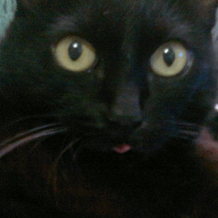  This is my cat Mel, look how sassy she is! First she shows me her tongue and after she ignores me. hahaha 