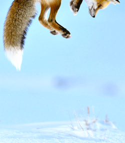  Photographer Richard Peters sat in his car and from a distance watched the fox hunting, just enjoying the performance. The fox was listening for rodents under the snow, then leaping high to pounce down on the unsuspecting prey. It was too far away to