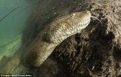 kilo-jericho-sierra:  zenrolf: Diver braves the waters to swim with deadly 26-foot anaconda Swiss diver Franco Banfi went to the Mato Grosso region of Brazil to capture these amazing close-up of enormous anaconda snakes in their natural habitat.