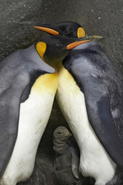 comingoutjournal:  Denmark’s Gay Penguins Become Fathers From Huffington Post:  In what the Toronto Star describes as an “apparent world first,” a Danish zoo’s King penguin chick has two “adoptive” fathers. After a female penguin abandoned