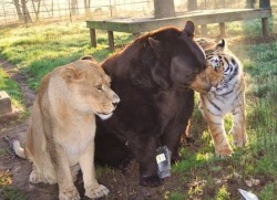 earthandanimals:  “Leo the lion, Shere Khan the tiger and Baloo the bear were found together as cubs during a police raid of a drug baron’s home in Atlanta. When the young trio moved to Noah’s Ark rescue center in Locust Grove, Ga., zookeepers decided