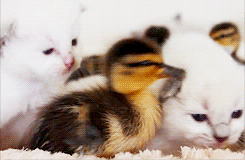 Duck, duck, goose.. ¡cat! — Quinn Tumblr_mdkmpnsEpR1rlo9uqo6_r1_250