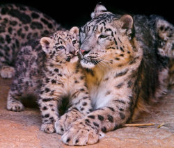 Majestic &hellip; Snow Leopard and cub