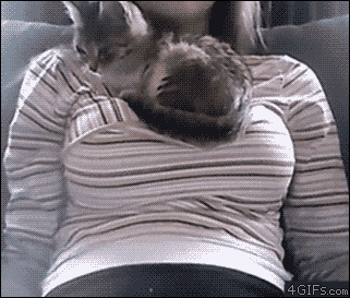 silverscapemoose:  onefishybastard:  foxybadger42:  thefaultinourstartrek:  the only practical use for boobs tbh  CAT SHELF  HUMAN WHY DO YOU GIVE ME THIS MATTRESS AND THEN TAKE IT AWAY IT IS A GOOD MATTRESS I LIKE IT   I wanna be that kitty