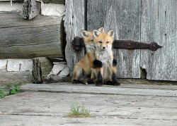 epileptic-cat:  fagdoll-ragdoll:  defend-punk-rock:  dickfuentes:  its a sHY BABY FOX HIDING BEHIND ANOTHER BABY FOX AWWWW ISF  my heart exploded from adorableness omfg  IT’S ME AND BREEEEE  Oml 