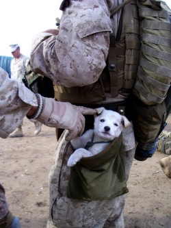 shapinguptobeprettycondomz:  so-fizzle-my-nizzle:  so-fizzle-my-nizzle:  A small puppy wandered up to U.S. Marines from Alpha Company, 1st Battalion 6th Marines, in Marjah, Afghanistan on *****. After following the Marines numorous miles, a soft hearted