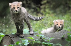 Troublesome twosome (Cheetah cubs)