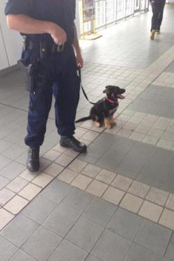 janoskianated:  aquanna-alight:  “one day, I’ll be a big police dog!”  possibly the cutest fucking thing i have ever seen omg 