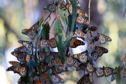 Breathtaking (Monarch butterflies gather during their annual migration)