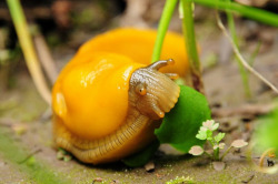  cutest banana slug 