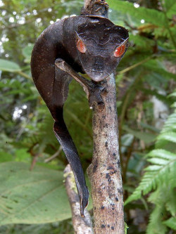 Demonic (Leaf-tailed Gecko, Madagascar)