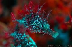 Surreal (Seahorse photographed under UV light)