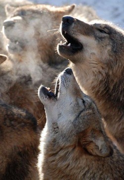 Song of the North (Timber wolves)