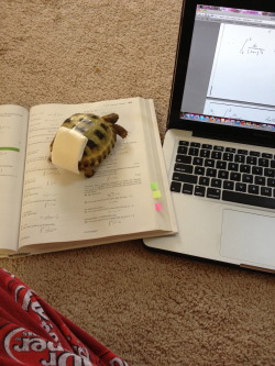 shibarifan01:  versatilequeen:  moriiahh:  Harold likes to help me with my homework. And yes that is a diaper we made to make sure he doesn’t pee everywhere when we let him roam the house..don’t judge.  TORTOISE IN A DIAPER.  ha! love that is name