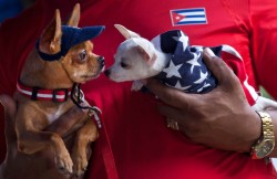 theanimalblog:  A man holds two chihuahuas, one dressed in a US flag, at the Autumn Canine Expo in Havana, Cuba.  Picture: Ramon Espinosa/AP 