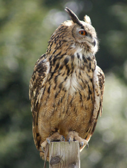 wingedpredators:  European Eagle Owl (Photo by PaulHP) 
