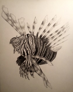 eureekkaa:  finally found my old lion fish drawing
