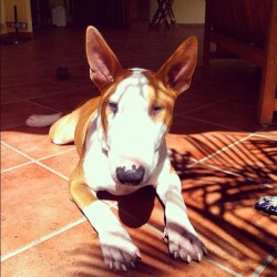 #mylove #oneofmyloves #bully #bullterrier #dog #loveyou