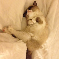 ponylegs:  tardthegrumpycat:  Grumpy Cat getting some well needed rest last night! #grumpycat    aww..