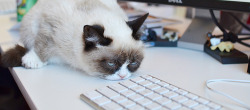 buzzfeedanimals:  buzzfeed:  Yesterday, we hired Grumpy Cat as an editor and then we had an Employee Of The Month party for her, but she wasn’t really into it.  Oh, Grumpy.  