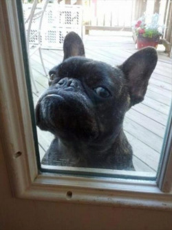 funny-pictures-uk:  Let me in!