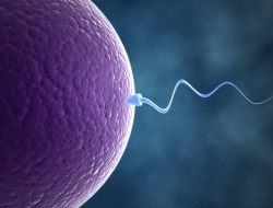 scinerds:  French Sperm Sinking, Not Swimming, Study Finds  French men’s sperm concentration declined between 1989 and 2005, according to a new study that also finds fewer normally formed sperm in modern French semen. The study is one of the largest