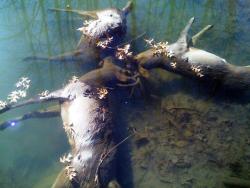 lliminal:   Incredibly rare: Three whitetail bucks locked horns in battle and drowned together in a creek in Ohio.  This is both really beautiful and really morbid. 